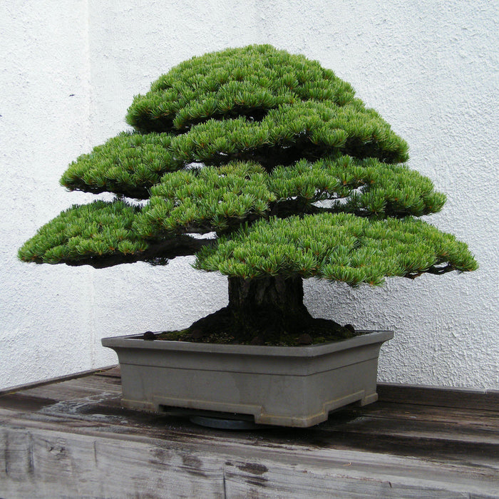 5 Incredibly Beautiful Pine Bonsai Trees [With Photos]
