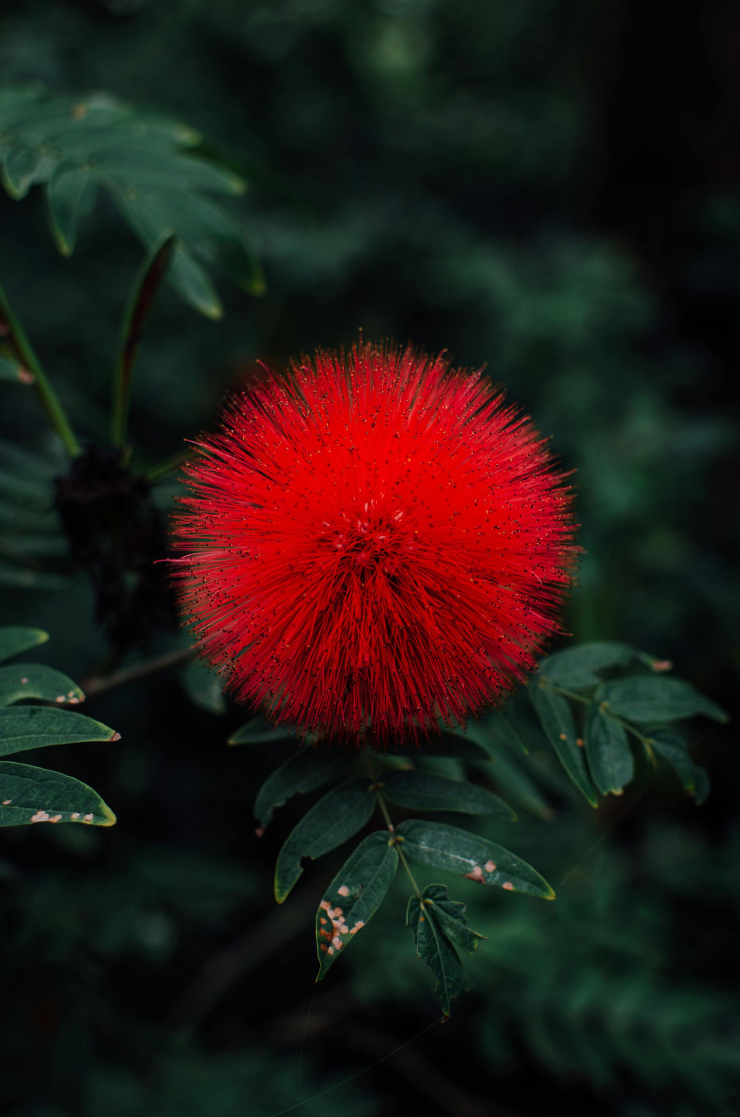 How To Care For Your Powder Puff Calliandra Bonsai Tree