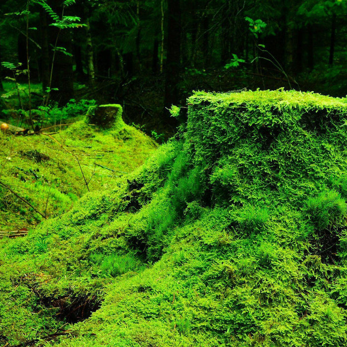 How Important Is Moss For Your Bonsai?