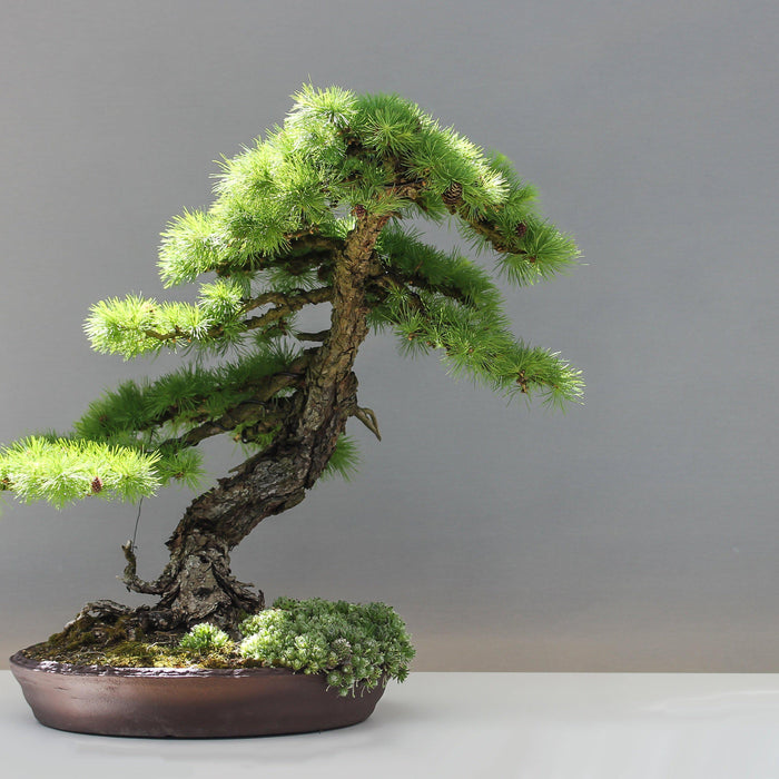 How many bonsai trees is “too many” bonsai trees?