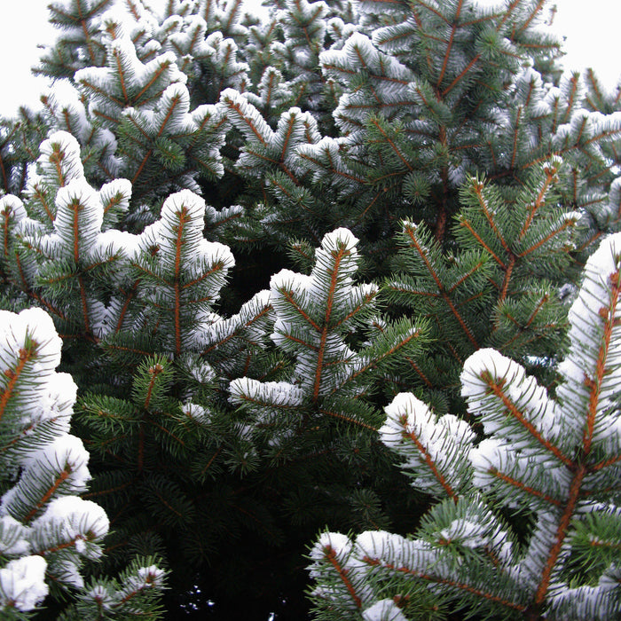 How To Care For Your Blue Spruce Bonsai Tree