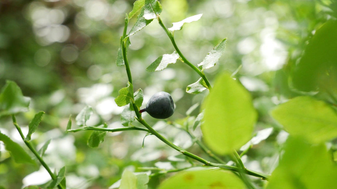 How To Care For Your Blueberry Bonsai Tree