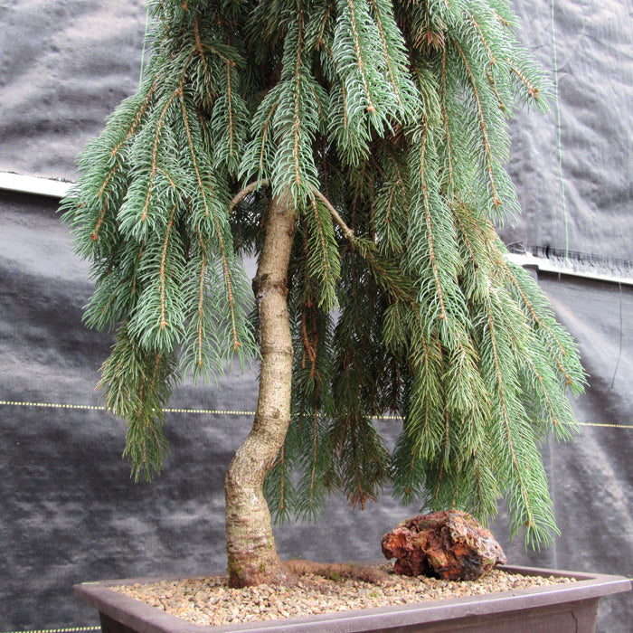 How To Care For Your Dwarf Weeping Norway Spruce Bonsai Tree