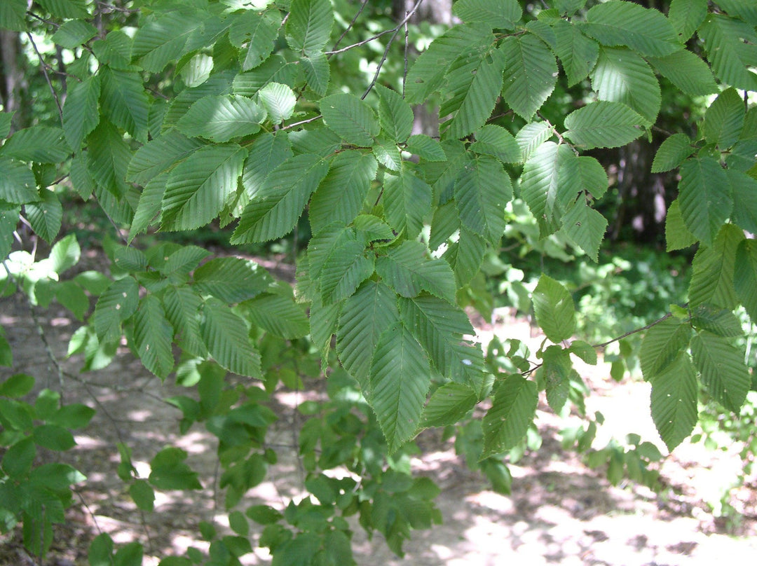How To Care For Your European Hornbeam Bonsai Tree