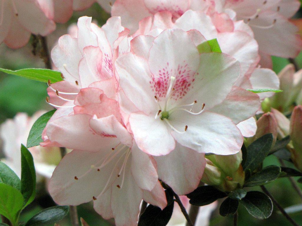 How To Care For Your Hiryu Azalea Bonsai Tree