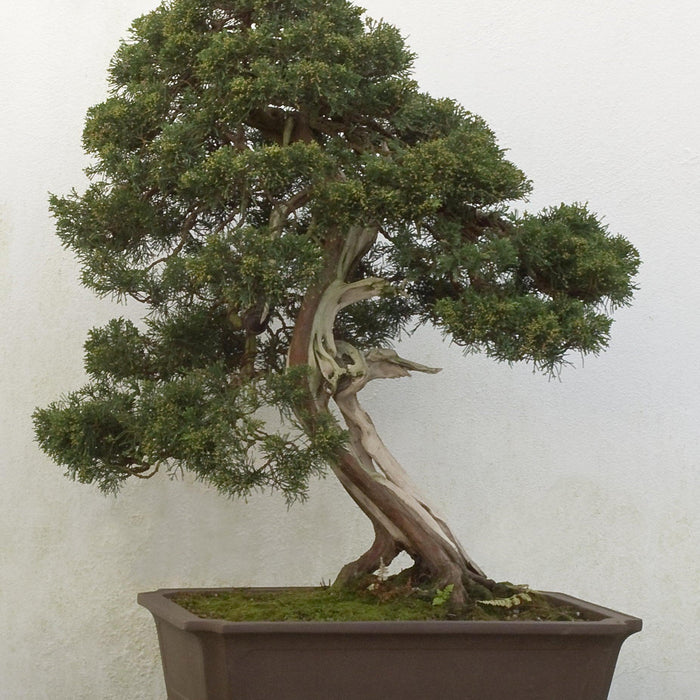 How To Care For Your Juniper Bonsai Tree