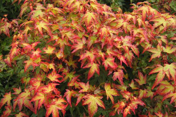 How To Care For Your Kiyohime Maple Bonsai Tree