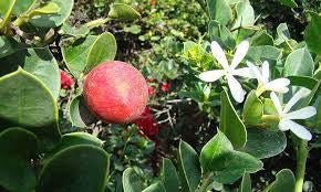 How To Care For Your Natal Plum Bonsai Tree
