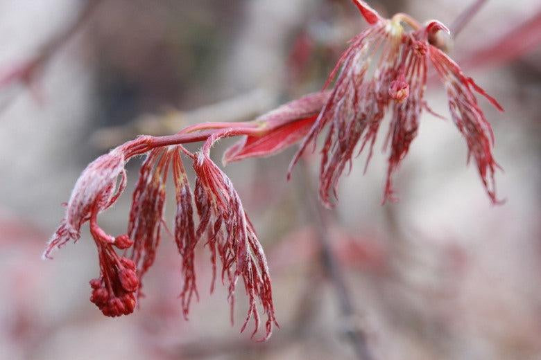 How To Care For Your Red Dragon Japanese Maple Bonsai Tree