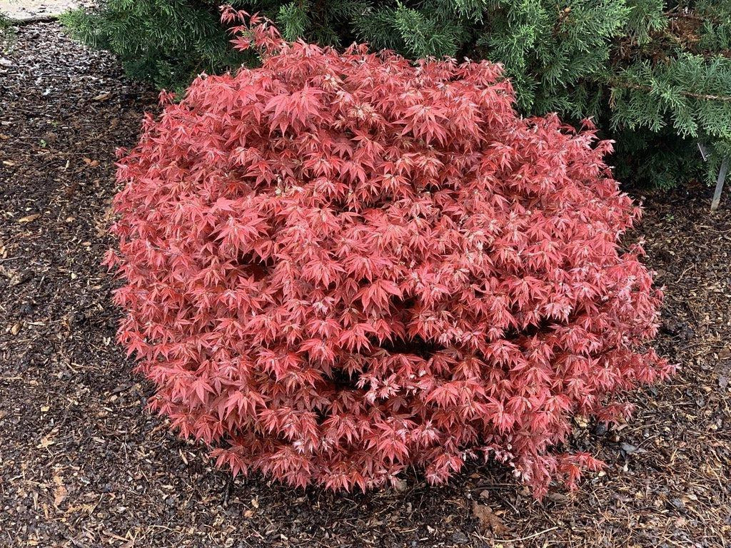 How To Care For Your Rhode Island Red Japanese Maple Bonsai Tree