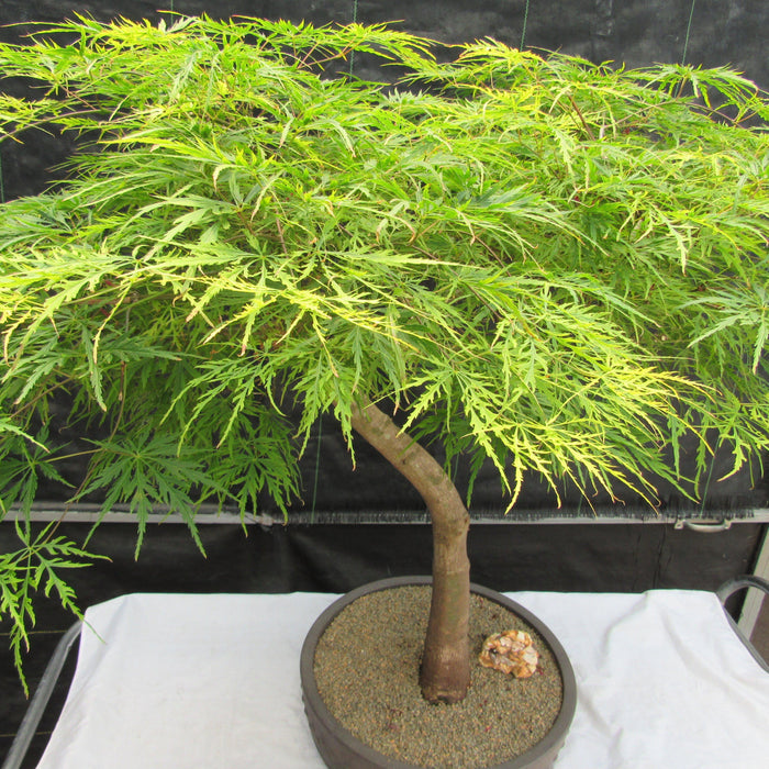 How To Care For Your Weeping Japanese Maple Bonsai Tree