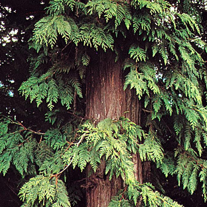 How To Care For Your Western Red Cedar Bonsai Tree