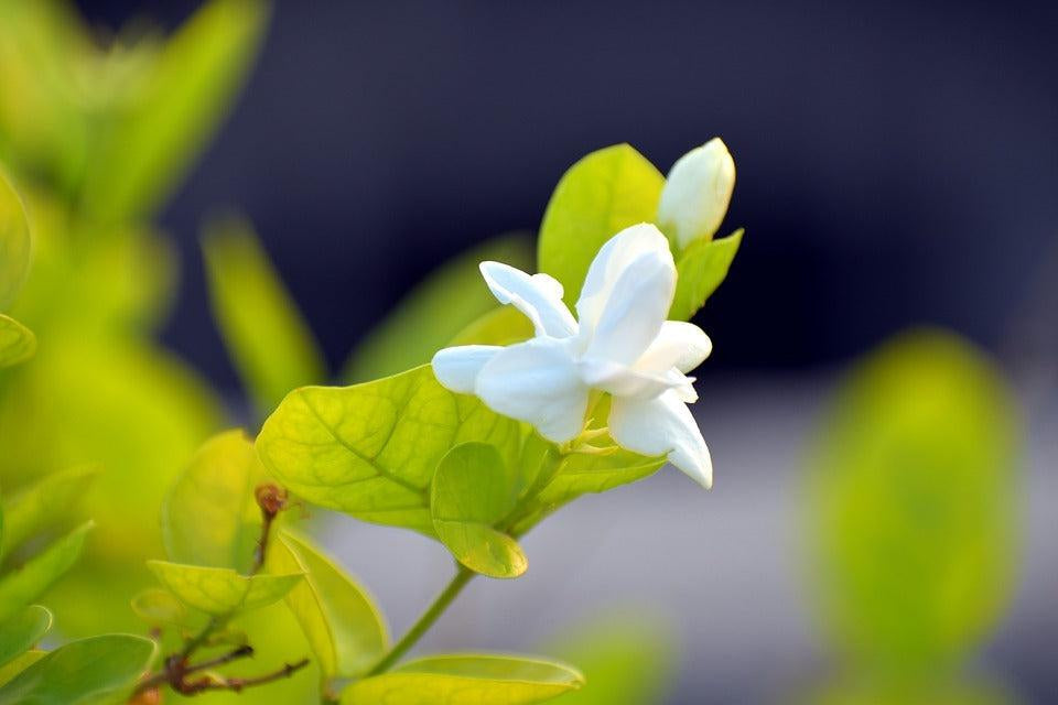How To Take Care Of Your Arabian Jasmine Bonsai Tree