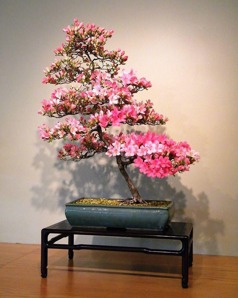 Indoor Bonsai Tree Care