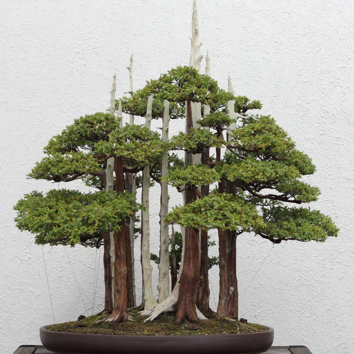 The Different Bonsai Styles