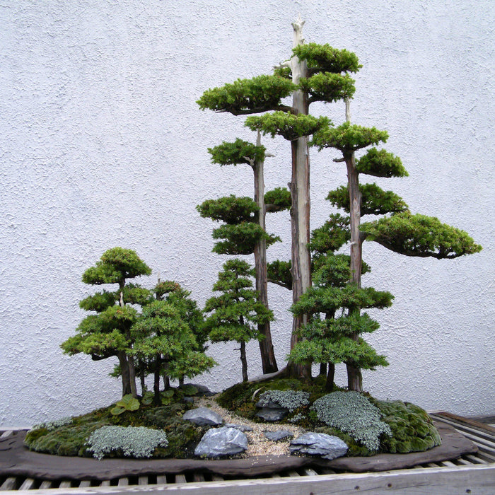 The Most Beautiful Bonsai Forest Plantings