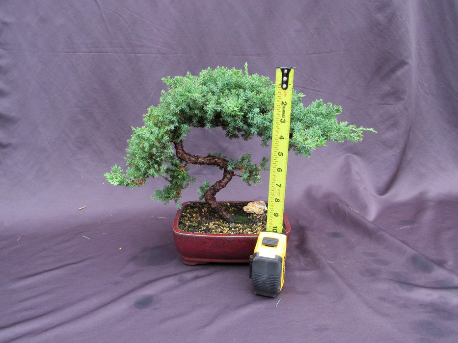 20 Year Old Juniper "S" Specimen Bonsai Tree Height