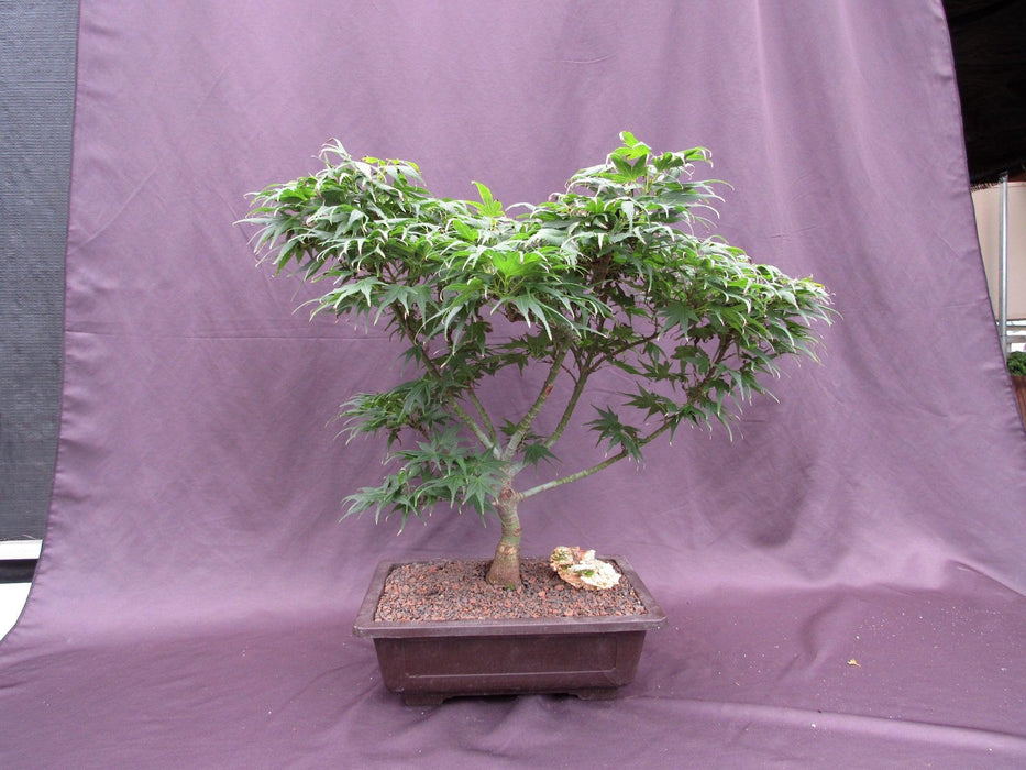 35Year Old Mikawa Yatsubusa Japanese Maple Specimen Bonsai Tree Profile