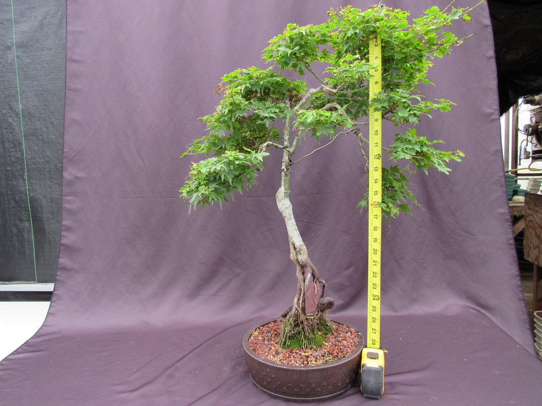 36 Year Old Beni Hime Dwarf Japanese Maple Root Over Rock Specimen Bonsai Tree Height