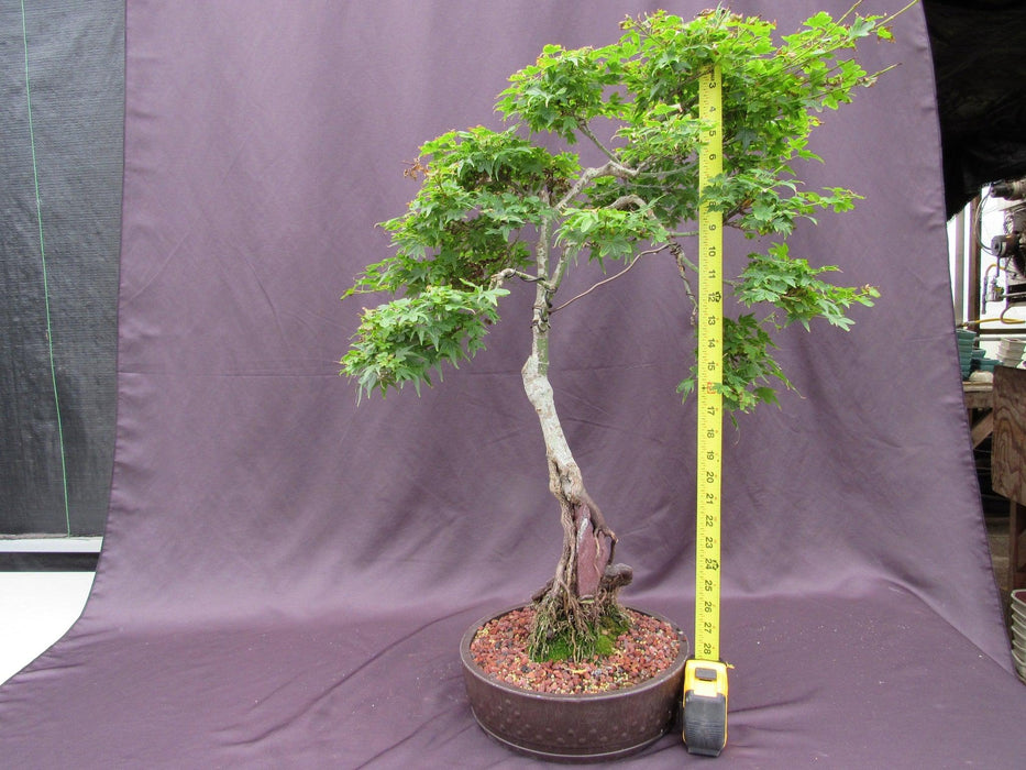 36 Year Old Beni Hime Dwarf Japanese Maple Root Over Rock Specimen Bonsai Tree Height