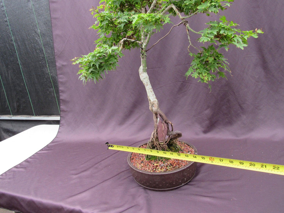 36 Year Old Beni Hime Dwarf Japanese Maple Root Over Rock Specimen Bonsai Tree Size