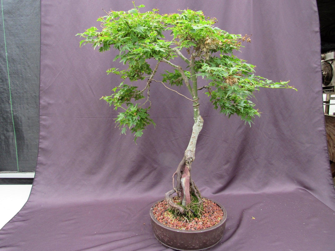36 Year Old Beni Hime Dwarf Japanese Maple Root Over Rock Specimen Bonsai Tree Back