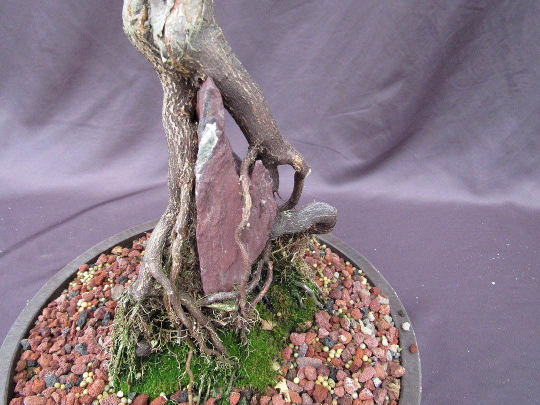 36 Year Old Beni Hime Dwarf Japanese Maple Root Over Rock Specimen Bonsai Tree Rock Back