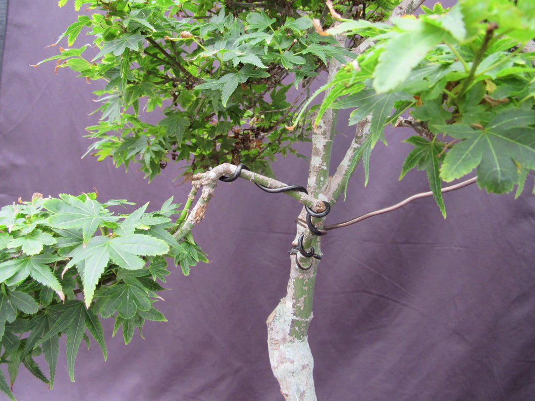 36 Year Old Beni Hime Dwarf Japanese Maple Root Over Rock Specimen Bonsai Tree Classic Training