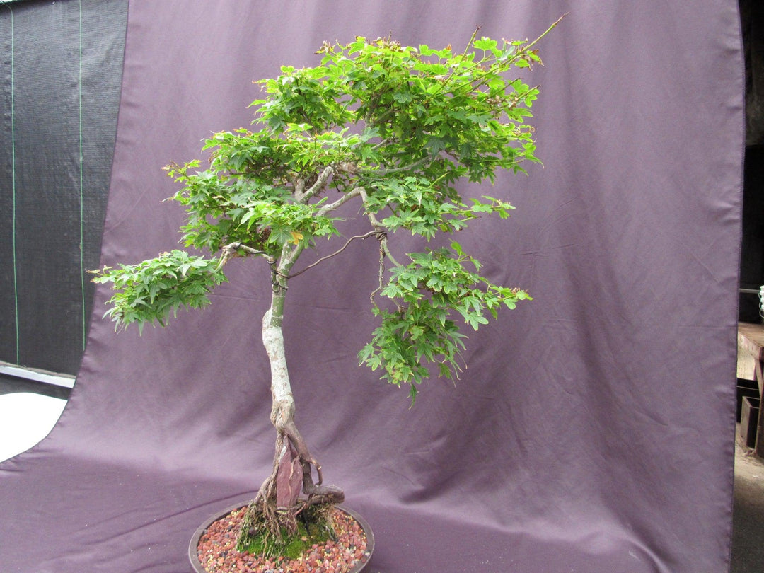 36 Year Old Beni Hime Dwarf Japanese Maple Root Over Rock Specimen Bonsai Tree Side