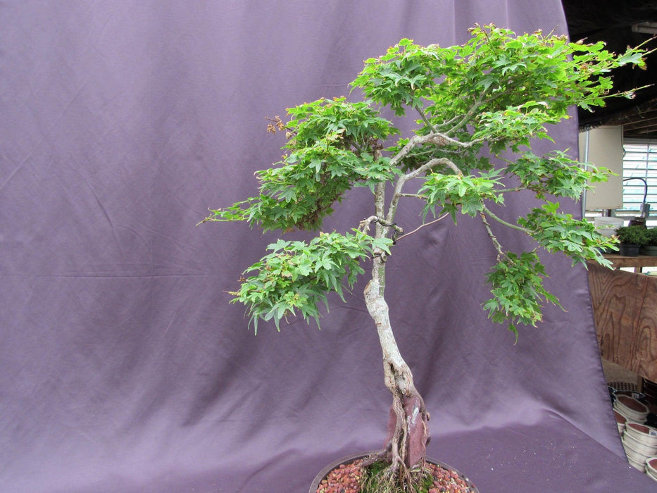 36 Year Old Beni Hime Dwarf Japanese Maple Root Over Rock Specimen Bonsai Tree Strong Side