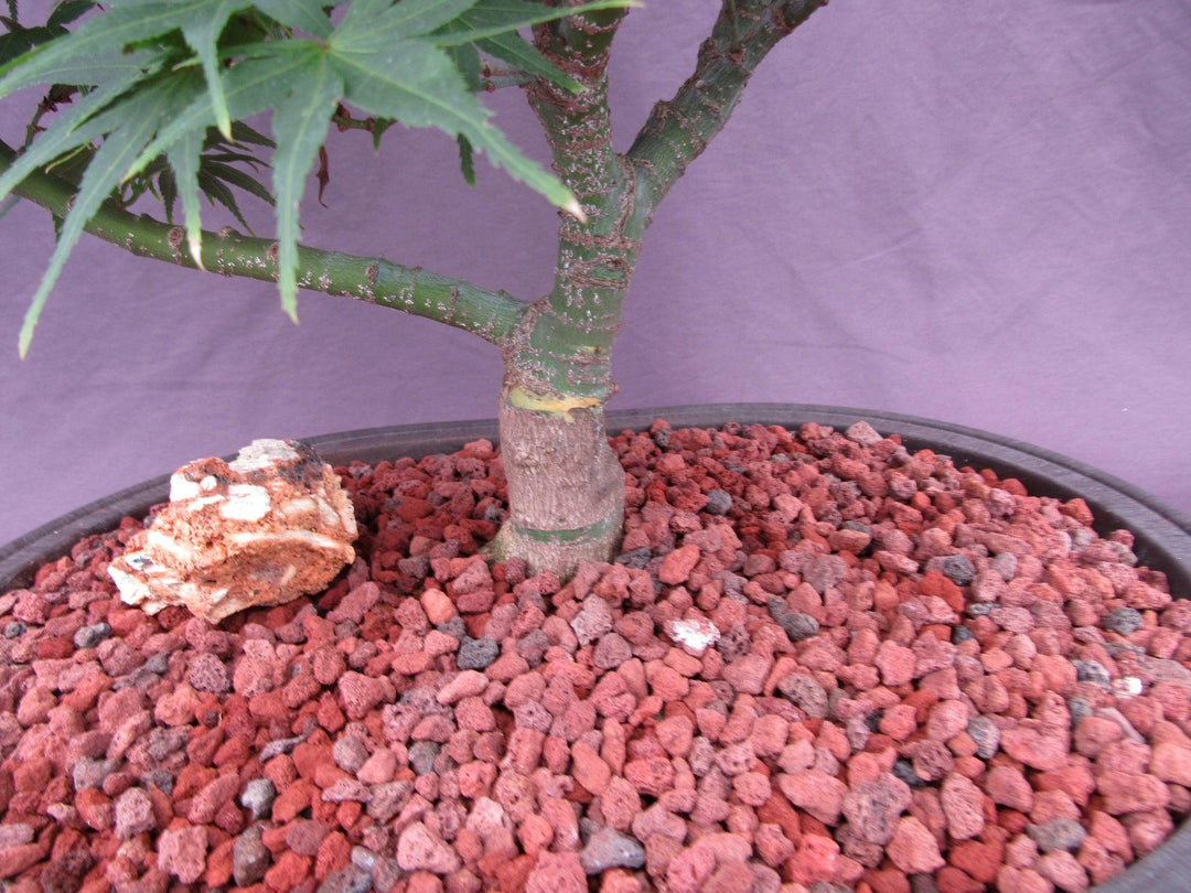 37 Year Old Mikawa Yatsubusa Japanese Maple Specimen Bonsai Tree Back Trunk