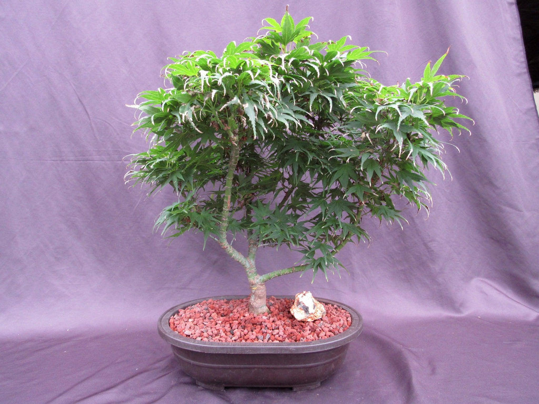 37 Year Old Mikawa Yatsubusa Japanese Maple Specimen Bonsai Tree Profile