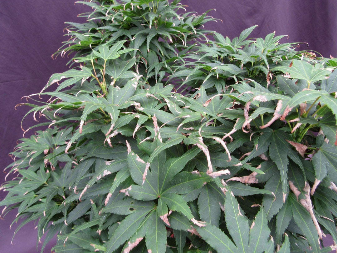 37 Year Old Mikawa Yatsubusa Japanese Maple Specimen Bonsai Tree Foliage