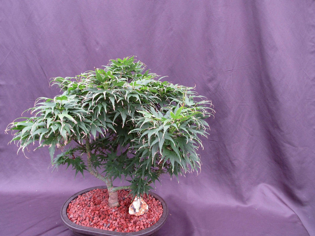 37 Year Old Mikawa Yatsubusa Japanese Maple Specimen Bonsai Tree Side
