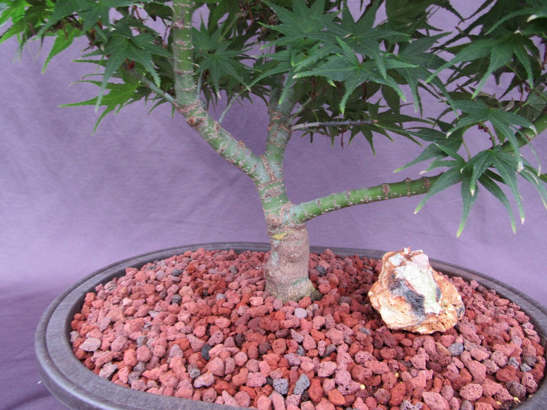37 Year Old Mikawa Yatsubusa Japanese Maple Specimen Bonsai Tree Trunk