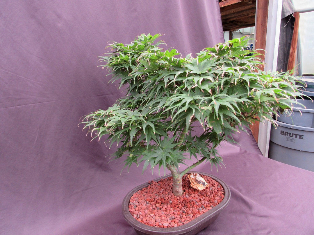 37 Year Old Mikawa Yatsubusa Japanese Maple Specimen Bonsai Tree Summer Stronger Side