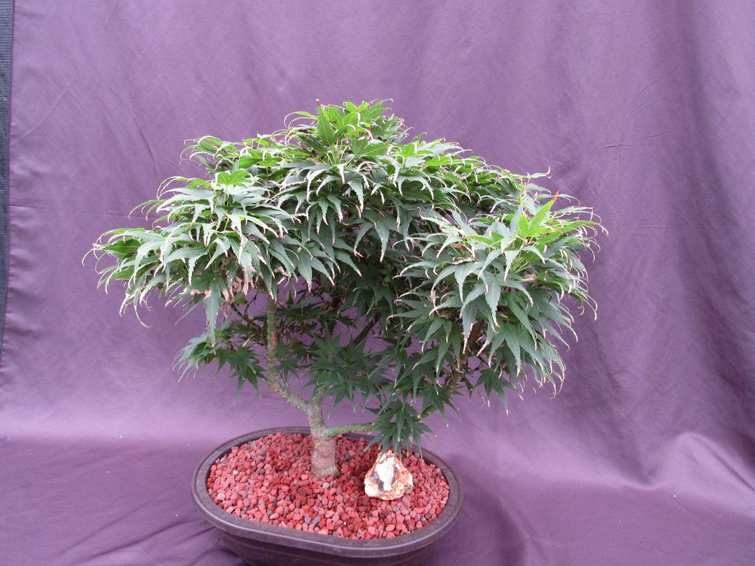 37 Year Old Mikawa Yatsubusa Japanese Maple Specimen Bonsai Tree Summer Foliage