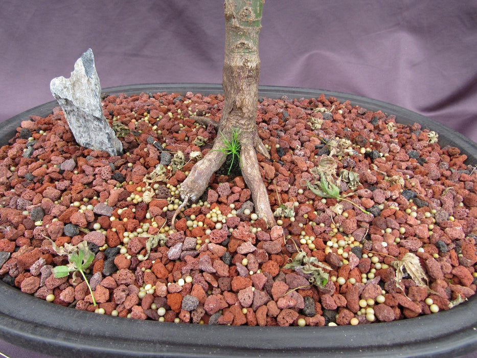 38 Year Old Sharps Pygme Japanese Maple Specimen Bonsai Tree Back Roots Clean