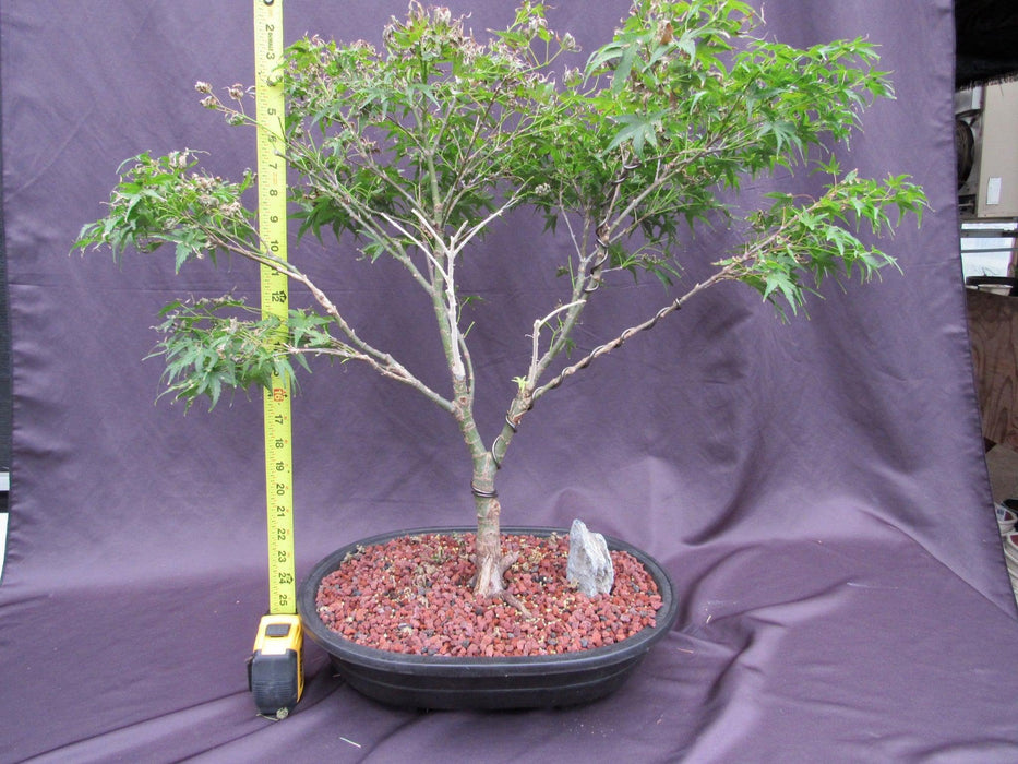 38 Year Old Sharps Pygme Japanese Maple Specimen Bonsai Tree Height