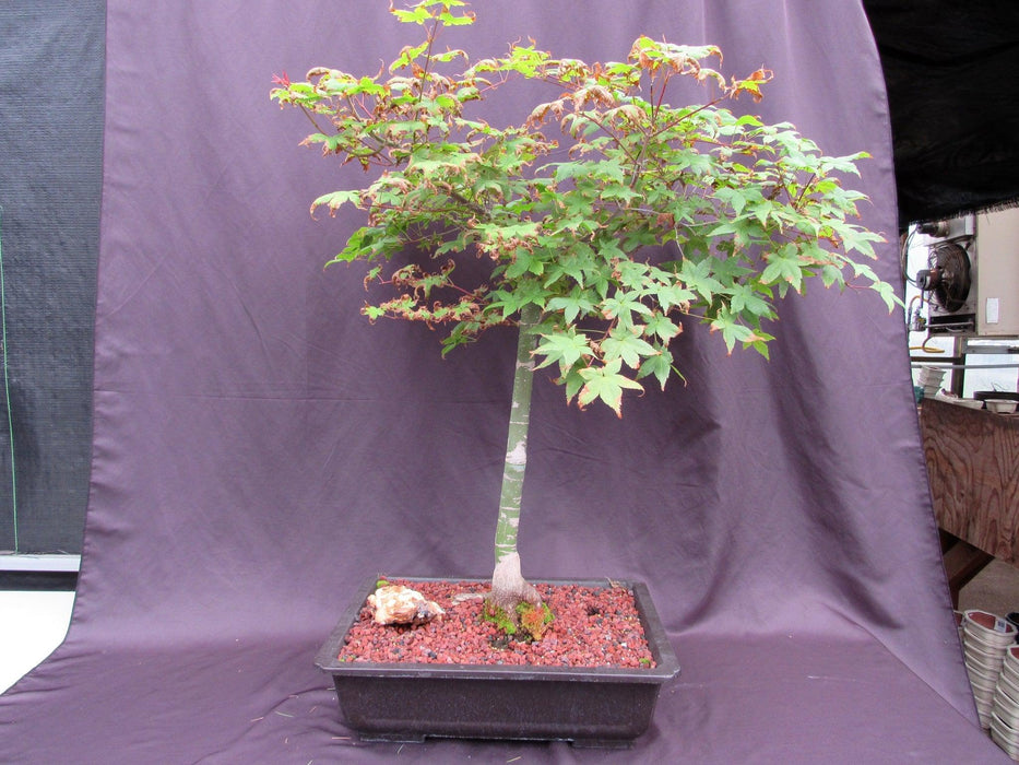 39 Year Old Shindeshojo Japanese Maple Specimen Bonsai Tree Back