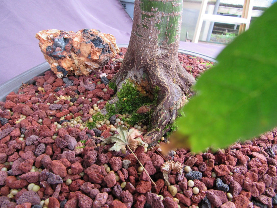 41 Year Old Shindeshojo Japanese Maple Specimen Bonsai Tree Roots Back