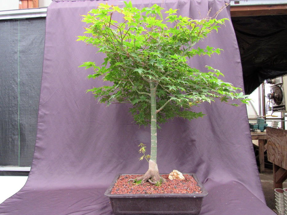 42 Year Old Shindeshojo Japanese Maple Specimen Bonsai Tree Profile