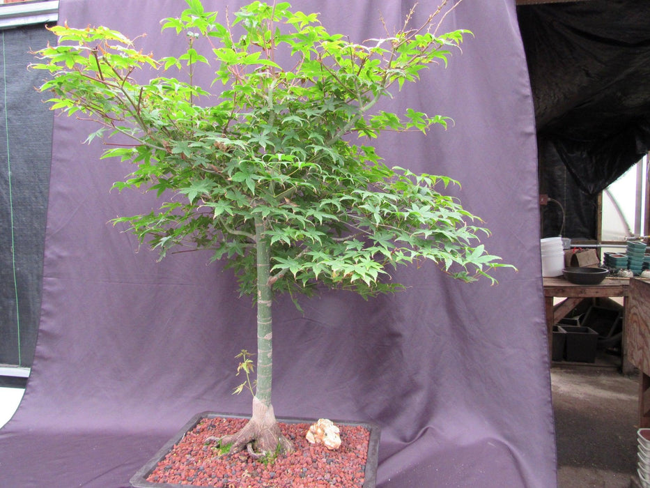 42 Year Old Shindeshojo Japanese Maple Specimen Bonsai Tree Stronger Side