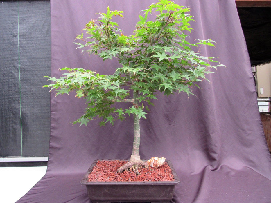 44 Year Old Shindeshojo Japanese Maple Specimen Bonsai Tree Profile