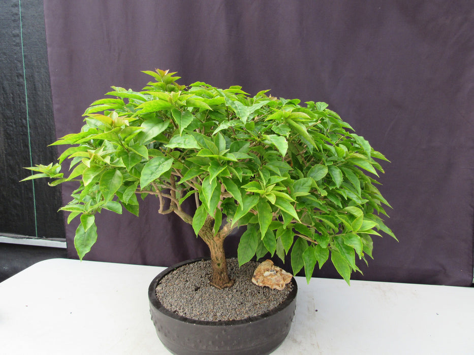 55 Year Old Pink Bougainvillea Specimen Bonsai Tree Soft Side