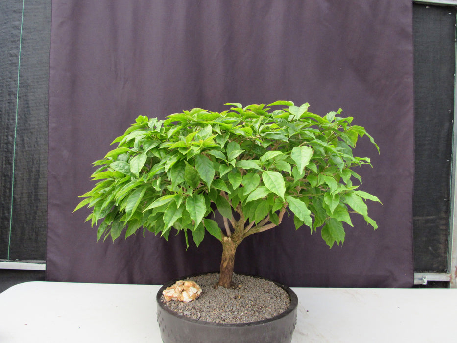 55 Year Old Pink Bougainvillea Specimen Bonsai Tree Profile