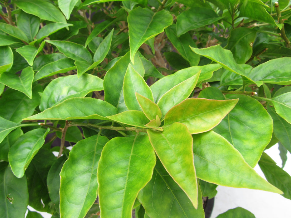 55 Year Old Pink Bougainvillea Specimen Bonsai Tree Leaves