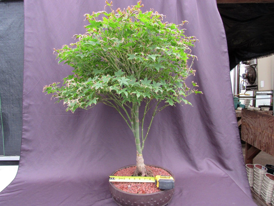 62 Year Old Rhode Island Red Japanese Maple Bonsai Tree Size