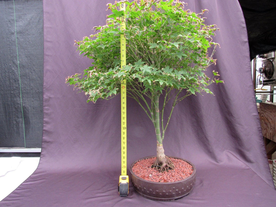 62 Year Old Rhode Island Red Japanese Maple Bonsai Tree Size