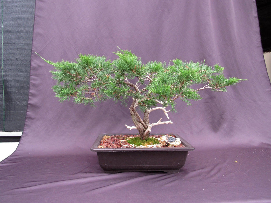 66 Year Old Savin Juniper Specimen Bonsai Tree Profile